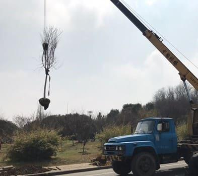 Tree planting activity